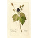 Reproduktion av målningen Rubus Everblooming - Deborah Griscom Passmore