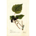 Rubus Gault - Deborah Griscom Passmore — vy av konstverket