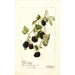 Rubus Jeune Indienne - Deborah Griscom Passmore — vy av konstverket