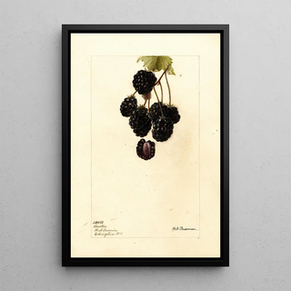 Deborah Griscom Passmore - Rubus Lawton.webp
