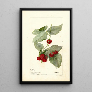 Deborah Griscom Passmore - Rubus Miller.webp