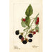 Rubus Récompense - Deborah Griscom Passmore — vy av konstverket
