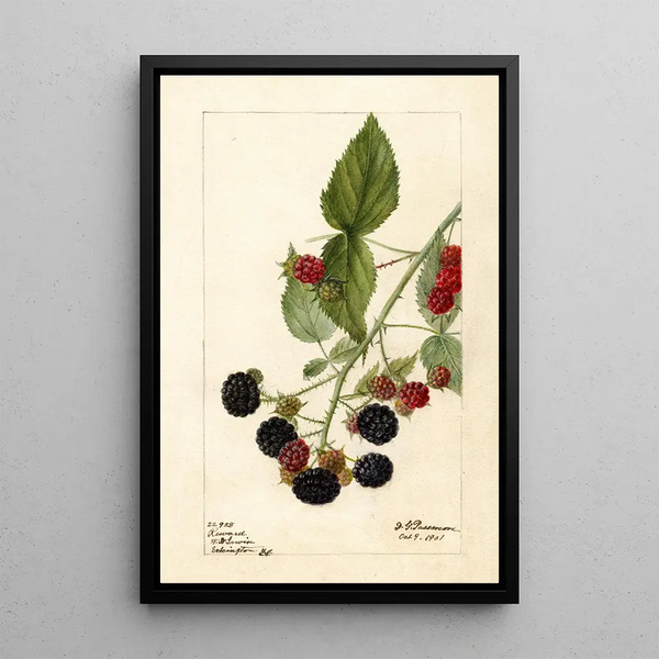 Rubus Récompense - Deborah Griscom Passmore — inramlat konstverk på väggen
