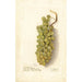 Vitis - Deborah Griscom Passmore — vy av konstverket