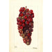 Vitis Bauch - Deborah Griscom Passmore — vy av konstverket