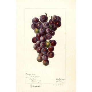Deborah Griscom Passmore - Vitis Concord.webp