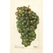 Reproduktion av målningen Vitis Millénium hongrois - Deborah Griscom Passmore