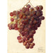 Vitis Hycales - Deborah Griscom Passmore — vy av konstverket