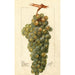 Vitis Icicle - Deborah Griscom Passmore — vy av konstverket