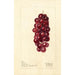 Reproduktion av målningen Vitis Jacob Moore - Deborah Griscom Passmore