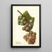 Reproduktion av målningen Vitis Labrusca - Deborah Griscom Passmore