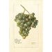 Vitis Lady Washington - Deborah Griscom Passmore — vy av konstverket