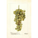 Vitis Madeleine Blanche de Jacques - Deborah Griscom Passmore — vy av konstverket
