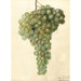 Vitis Malaga - Deborah Griscom Passmore — vy av konstverket