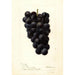 Reproduktion av målningen Vitis McPike - Deborah Griscom Passmore