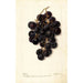 Vitis Merceron - Deborah Griscom Passmore — vy av konstverket