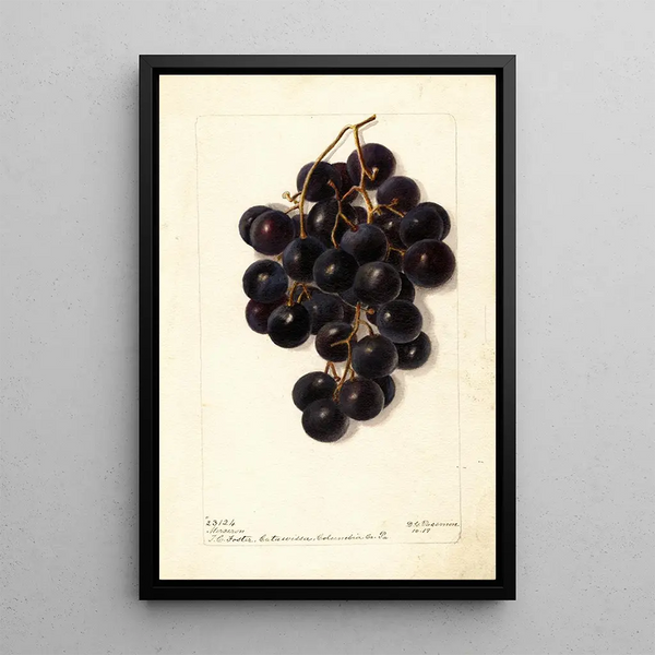 Vitis Merceron - Deborah Griscom Passmore — inramlat konstverk på väggen