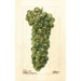 Vitis Sauvignon Vert - Deborah Griscom Passmore — vy av konstverket