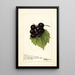 Reproduktion av målningen Vitis Smiths Improved - Deborah Griscom Passmore