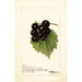 Reproduktion av målningen Vitis Smiths Improved - Deborah Griscom Passmore