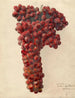 Vitis Sultanina Rosea - Deborah Griscom Passmore — vy av konstverket