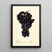 Reproduktion av målningen Vitis Superbe - Deborah Griscom Passmore