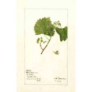 Deborah Griscom Passmore - Vitis White Staminate.webp