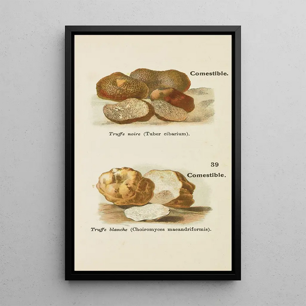 Petit atlas des champignons Pl1 - Delachaux Niestle — inramlat konstverk på väggen