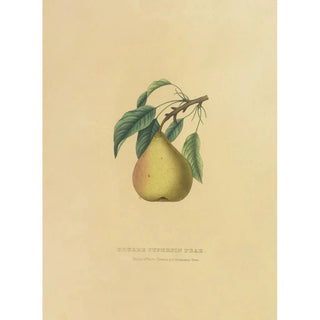 Dellon Marcus Dewey - Beurre Superfin Pear.webp