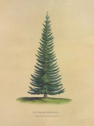 Dellon Marcus Dewey - Douglas Spruce.webp