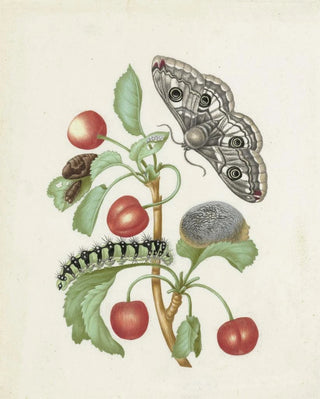 Dorothea Maria Gsell - Metamorphosis of a Small Emperor Moth.webp