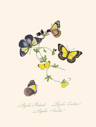 Edward Donovan - An epitome of the natural history of the insects of New Holland New Zealand Pl19.webp