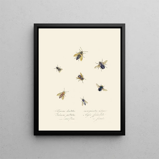 Edward Donovan - An epitome of the natural history of the insects of New Holland New Zealand Pl40.webp