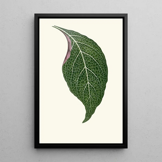 Edward Joseph Lowe - Adelaster Albivenis.webp