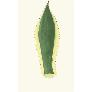Edward Joseph Lowe - Agave Americana.webp