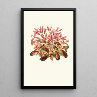 Edward Joseph Lowe - Alternanthera Sessilis.webp