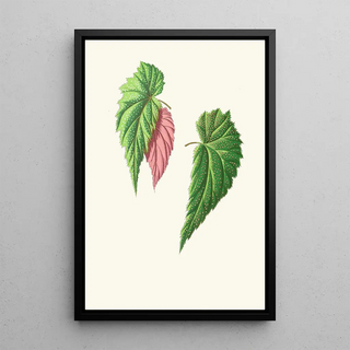 Edward Joseph Lowe - Begonia Falcifolia.webp