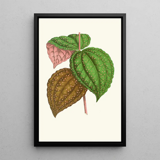 Edward Joseph Lowe - Bertolonia Guttata.webp