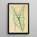 Reproduktion av målningen Caladium belleymii - Edward Joseph Lowe