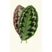 Calathea veitchiana - Edward Joseph Lowe — vy av konstverket
