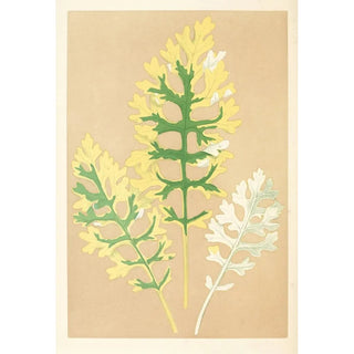 Edward Joseph Lowe - Cineraria Maritima Fairbairnianum.webp