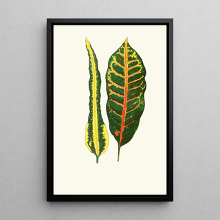 Edward Joseph Lowe - Codiaeum IrregulareCodiaeum Hillianum.webp