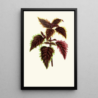 Edward Joseph Lowe - Coleus Verschaffelt.webp