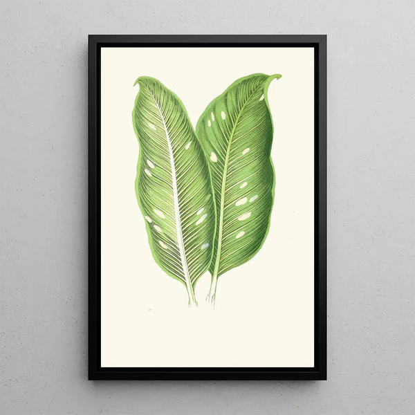 Dieffenbachia Baraquiniana - Edward Joseph Lowe — inramlat konstverk på väggen