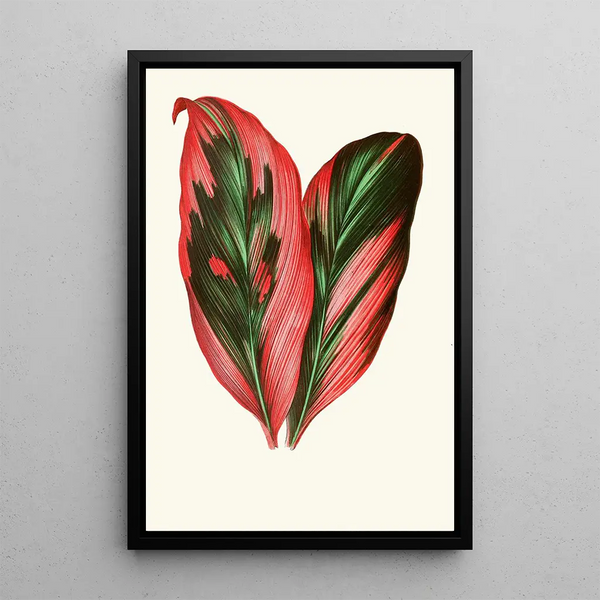 Dracaena Terminalis - Edward Joseph Lowe — inramlat konstverk på väggen