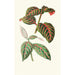 Eranthemum Sanguinolentum - Edward Joseph Lowe — vy av konstverket