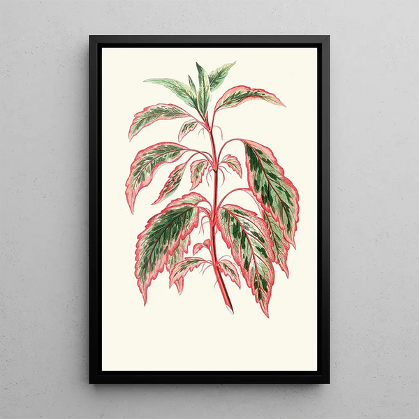Reproduktion av målningen Hibiscus Cooperi - Edward Joseph Lowe