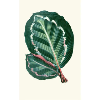 Edward Joseph Lowe - Maranta Illustris.webp