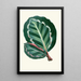Maranta Illustris - Edward Joseph Lowe — inramlat konstverk på väggen