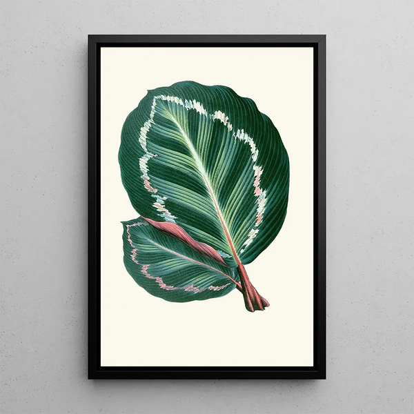 Maranta Illustris - Edward Joseph Lowe — inramlat konstverk på väggen
